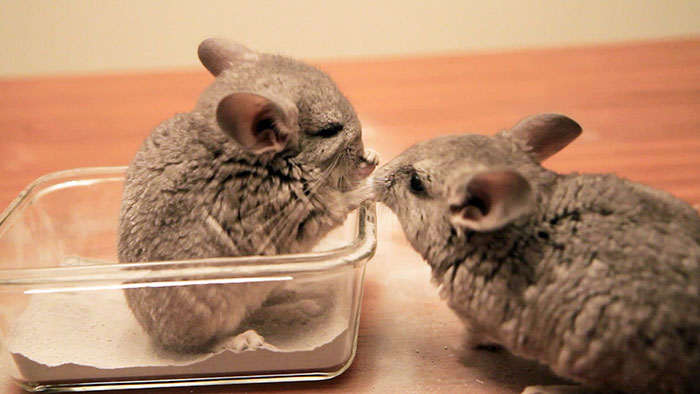 Baby Chinchillas