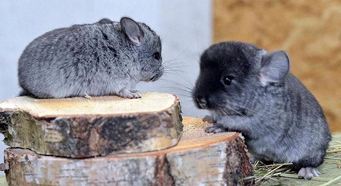 Baby Chinchillas