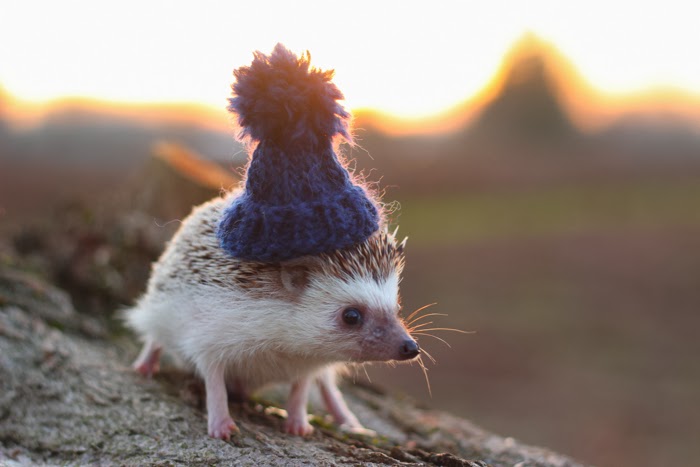 Cute-hedgehogs-in-hats