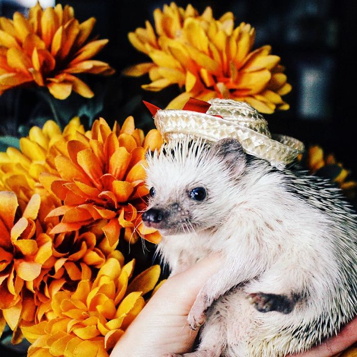 Cute-hedgehogs-in-hats
