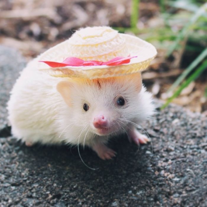 Cute-hedgehogs-in-hats