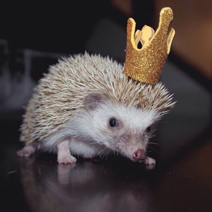 Cute-hedgehogs-in-hats