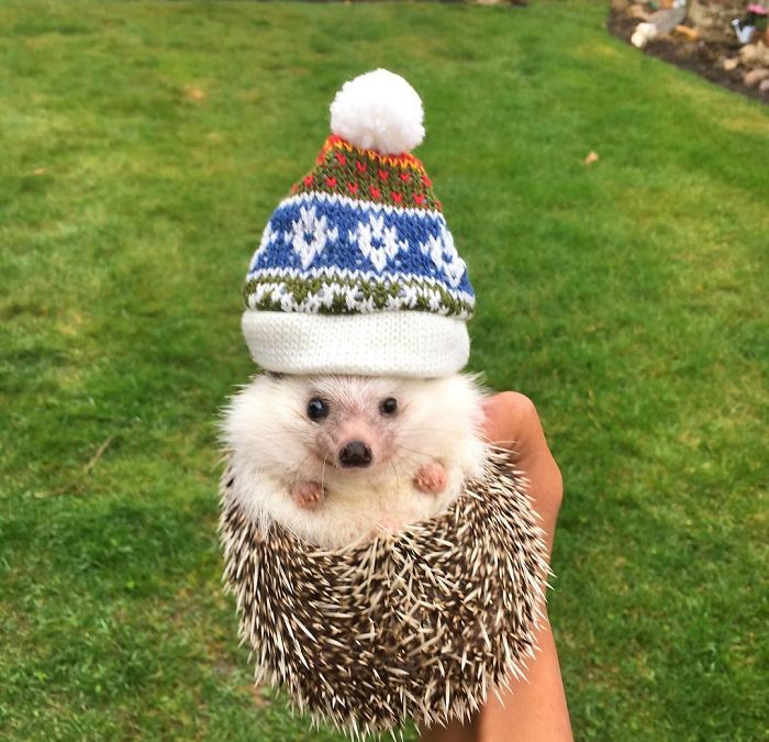 Cute-hedgehogs-in-hats