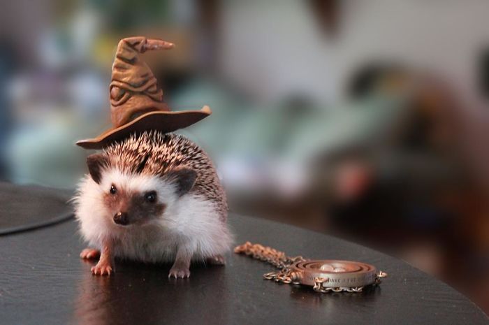 Cute-hedgehogs-in-hats