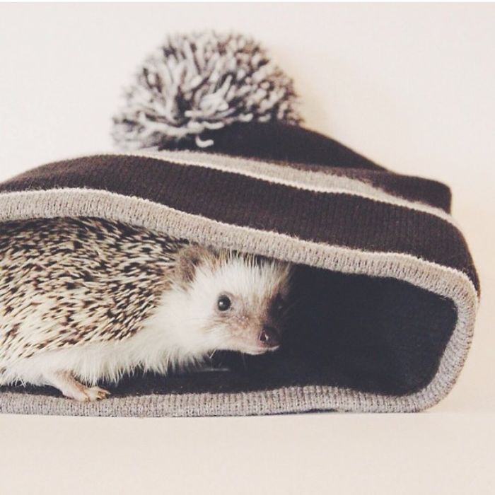 Cute-hedgehogs-in-hats