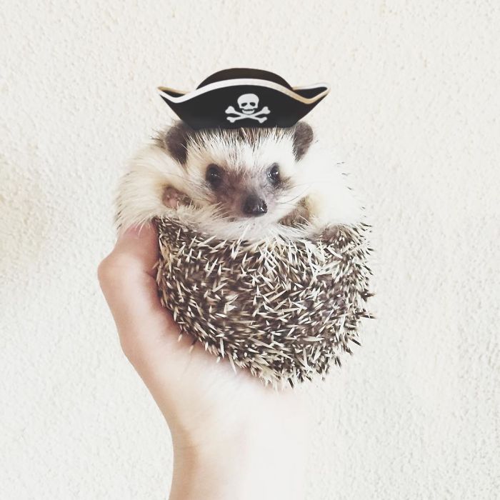 Cute-hedgehogs-in-hats