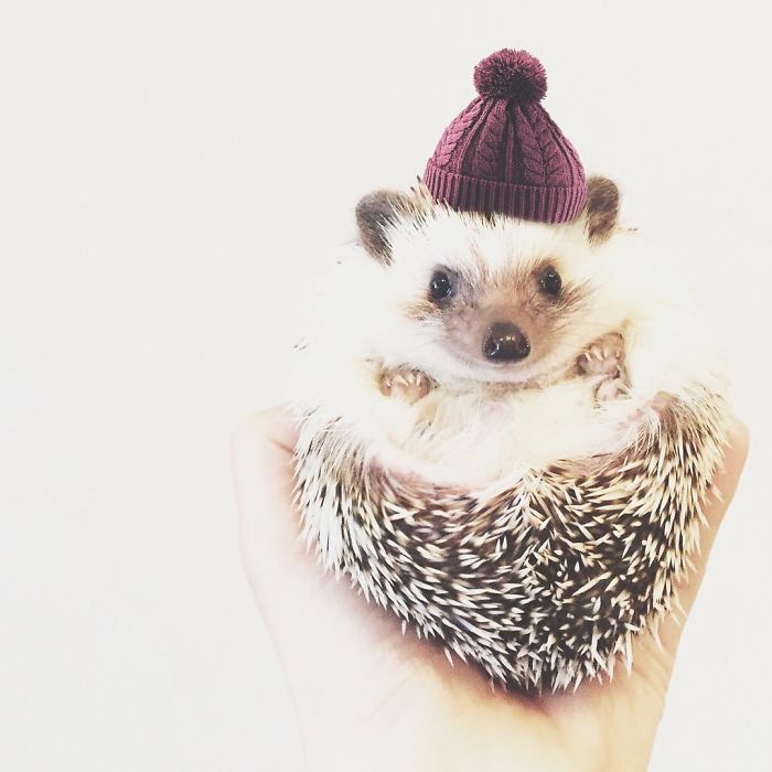 Cute-hedgehogs-in-hats