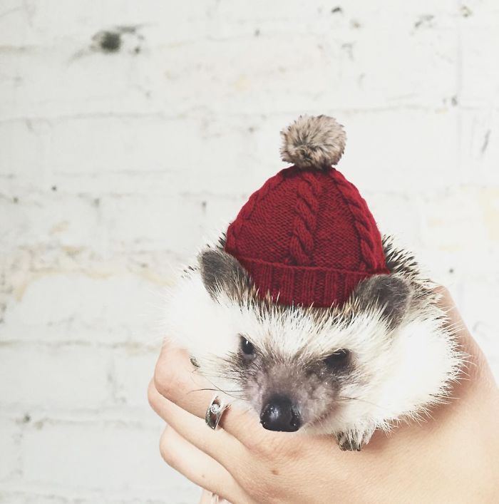 Cute-hedgehogs-in-hats