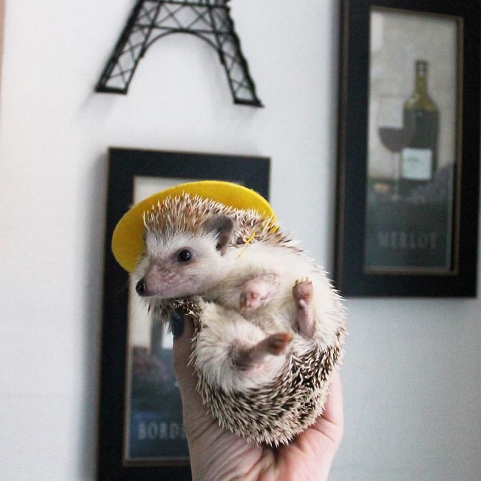 Cute-hedgehogs-in-hats