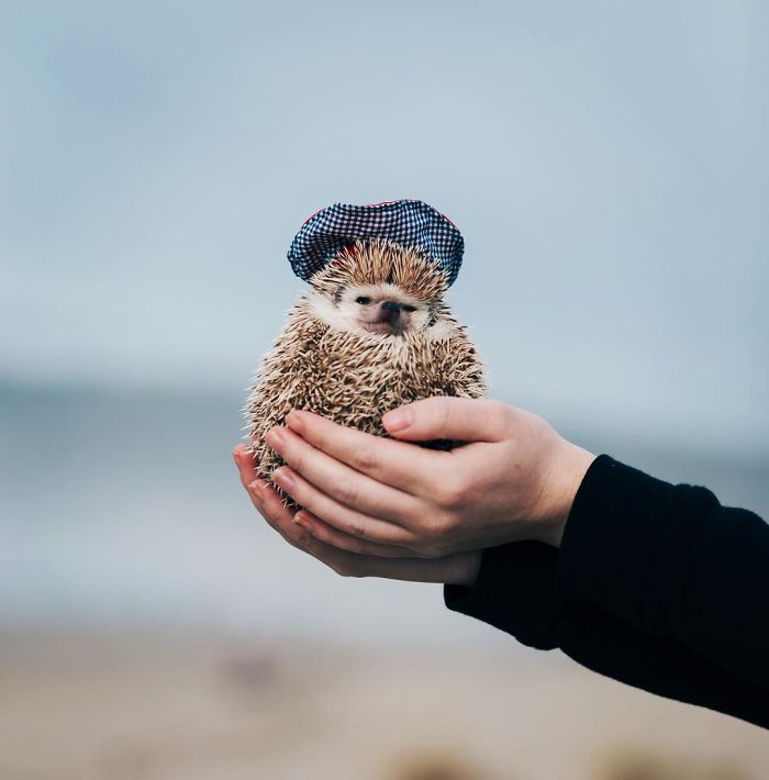 Cute-hedgehogs-in-hats