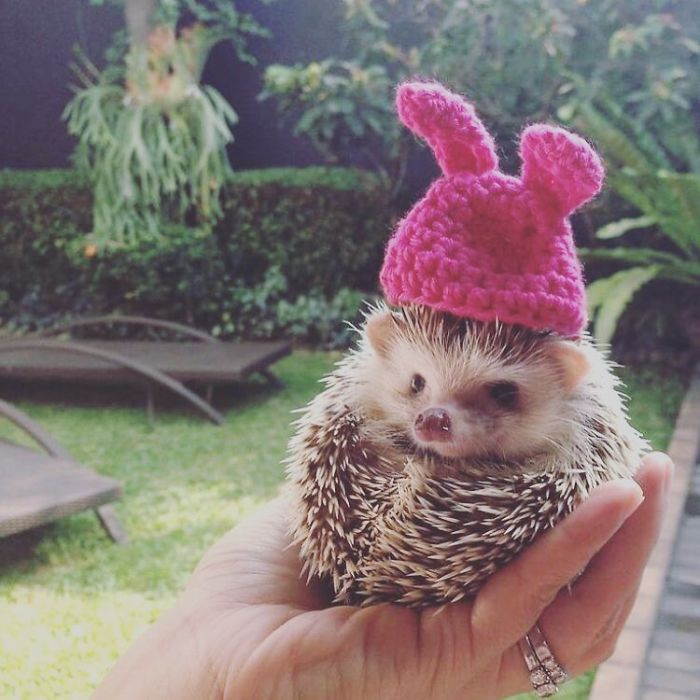 Cute-hedgehogs-in-hats