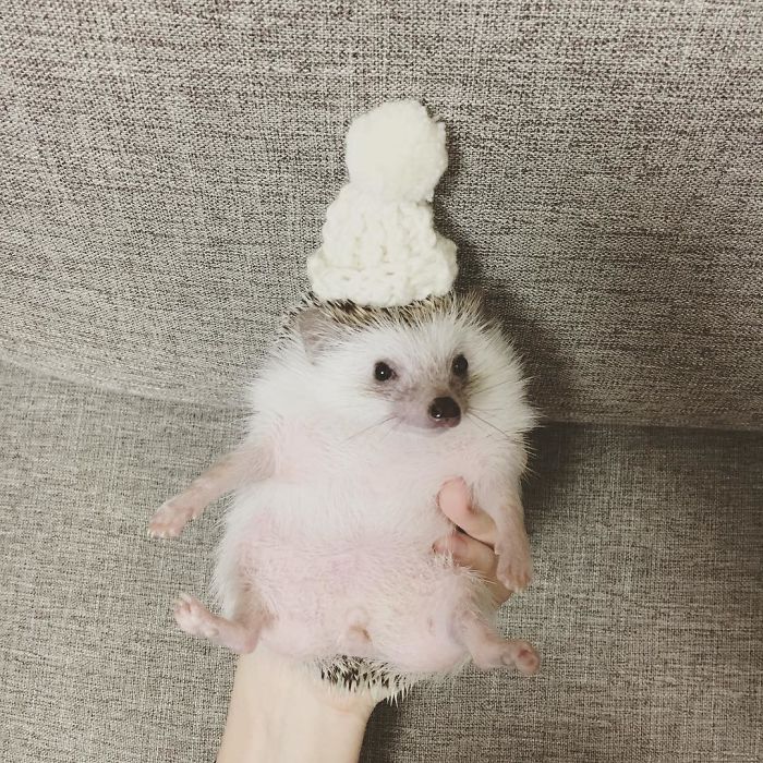 Cute-hedgehogs-in-hats