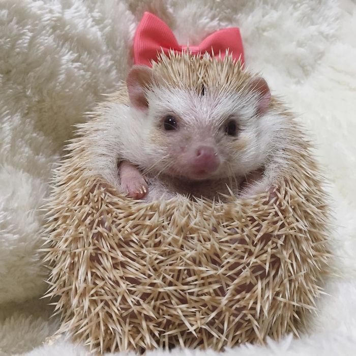 Cute-hedgehogs-in-hats