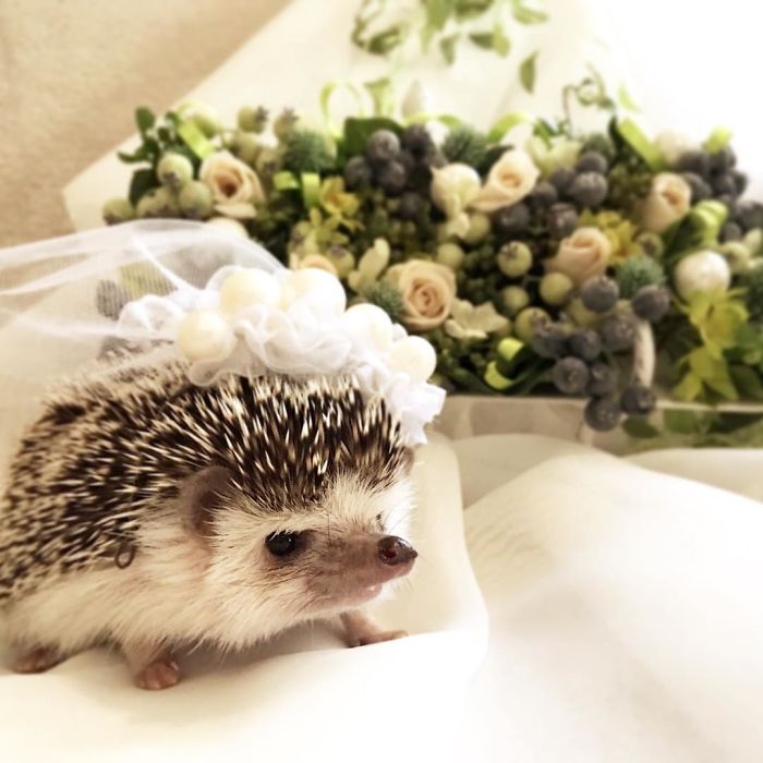 Cute-hedgehogs-in-hats
