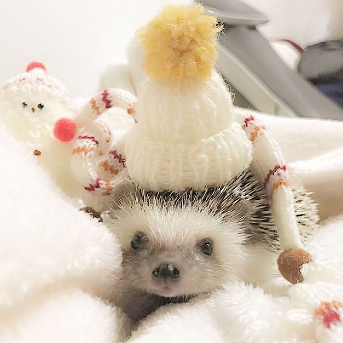 Cute-hedgehogs-in-hats