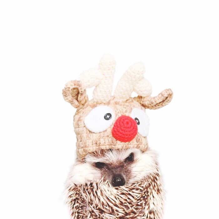 Cute-hedgehogs-in-hats