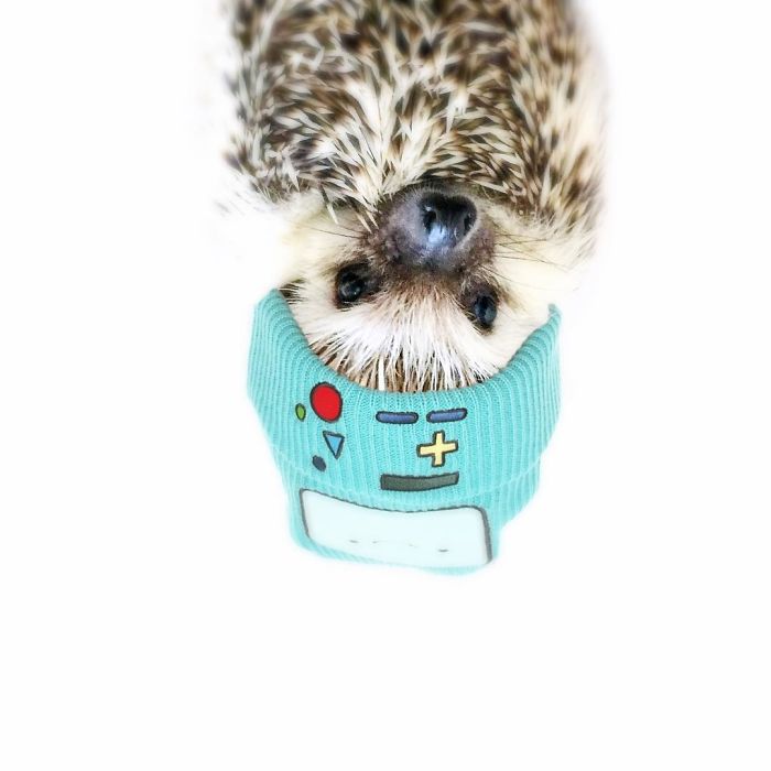 Cute-hedgehogs-in-hats