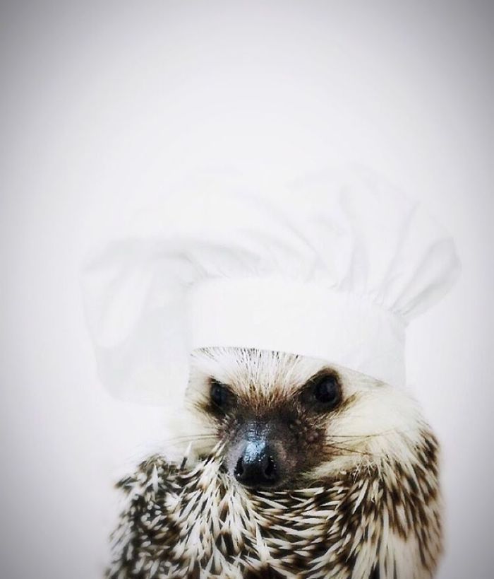 Cute-hedgehogs-in-hats