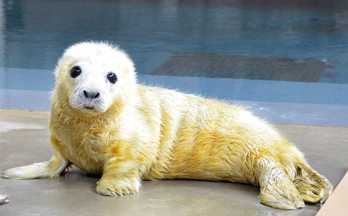 Varios zoos se meten en una brutal batalla de animales adorables en Twitter, y es exactamente lo que internet necesitaba