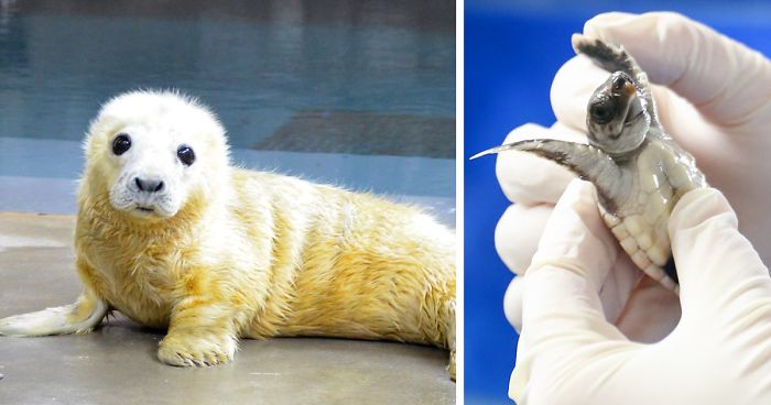 Zoos Get Into Brutal #CuteAnimalTweetOff Battle, And It’s Exactly What The Internet Needed