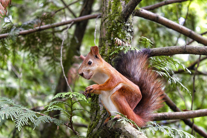 I Changed The Shapes Of Animals Into Cubes (20+ Pics)