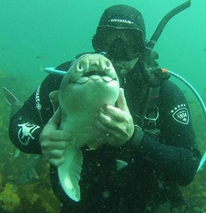 diver-cuddles-shark-rick-anderson-australia-1 diver-cuddles-shark-rick-anderson-australia-1