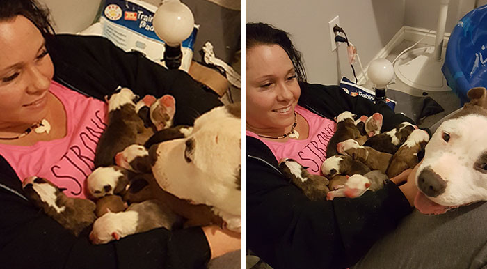 Esta mujer quedó abrumada cuando su pitbull rescatada le puso sus 11 cachorros recién nacidos encima