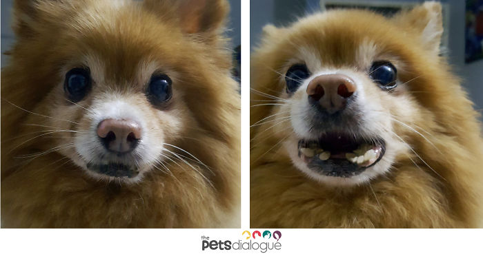 Dog On Thepetsdialogue