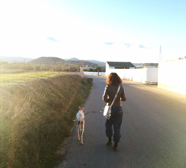 dog-mother-broken-leg-leads-vets-puppies-spain-11