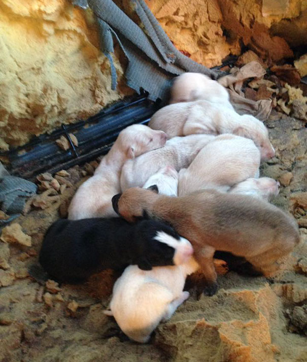 dog-mother-broken-leg-leads-vets-puppies-spain-2