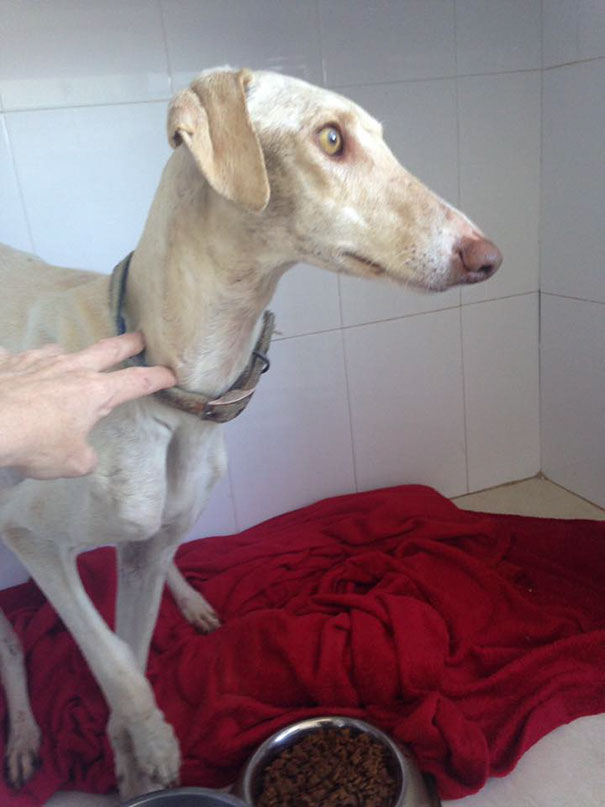 dog-mother-broken-leg-leads-vets-puppies-spain-9 dog-mother-broken-leg-leads-vets-puppies-spain-9