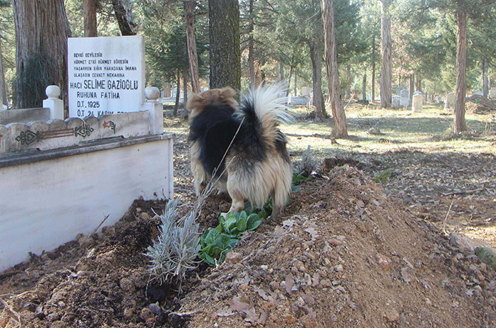dog-visits-owner-grave-every-day-cesur-8 dog-visits-owner-grave-every-day-cesur-8