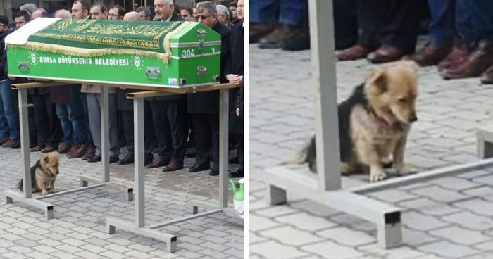 Heartbroken Dog Keeps Coming Back To His Best Friend’s Grave Every Day