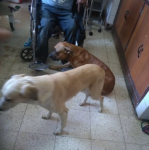 dogs-hop-ambulance-comfort-owner-peru-1 dogs-hop-ambulance-comfort-owner-peru-1