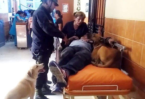 dogs-hop-ambulance-comfort-owner-peru-3 dogs-hop-ambulance-comfort-owner-peru-3