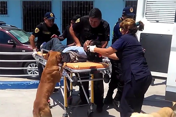 dogs-hop-ambulance-comfort-owner-peru-4 dogs-hop-ambulance-comfort-owner-peru-4