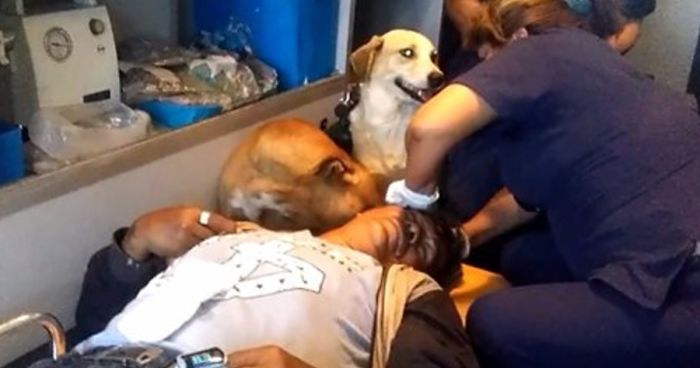 These Two Dogs Jumped Into An Ambulance To Comfort Their Owner On The Ride To The HospitalThese Two Dogs Jumped Into An Ambulance To Comfort Their Owner On The Ride To The Hospital