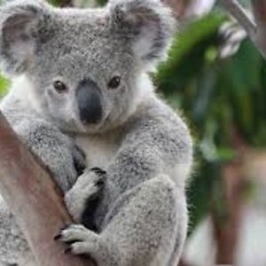 singingsingera avatar