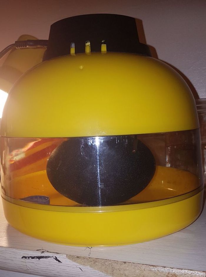 This Woman Bought An Egg On eBay For $30, Now She Has An Exotic Bird