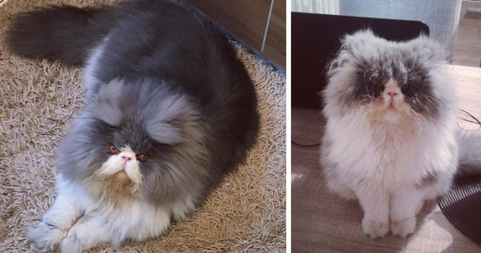 This Sheep-Cat Has Some Of The Weirdest Fur We’ve Ever Seen