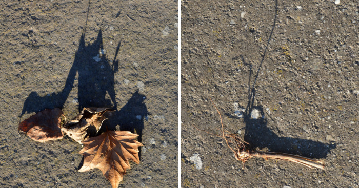 I Photograph Shadow Animals