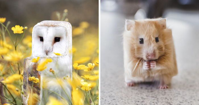 I Changed The Shapes Of Animals Into Cubes, And Now They Look Straight Out Of Minecraft