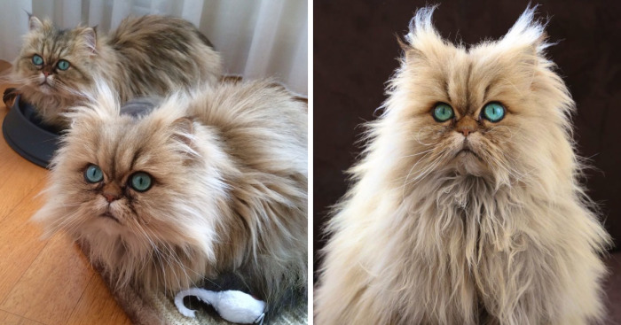 Two Dutch Ladies Who Can Look Right Into Your Soul!