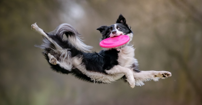 I’m Passionate About Canine Action And Portrait Photography