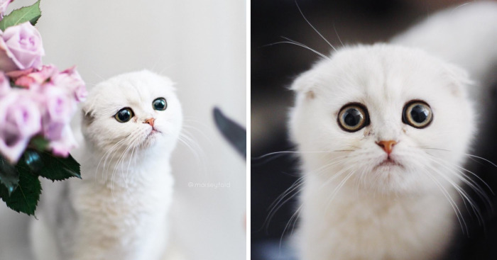 This Kitty Is Constantly Embarrased And No One Knows Why