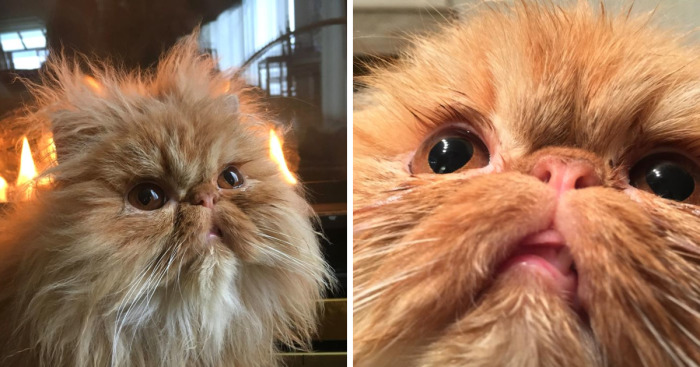 Red Dot Mastery: Advice For Cats