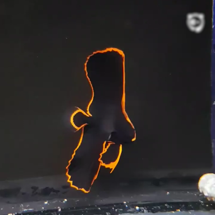 Meet The Firebird Of Fishes, Pinnatus Batfish