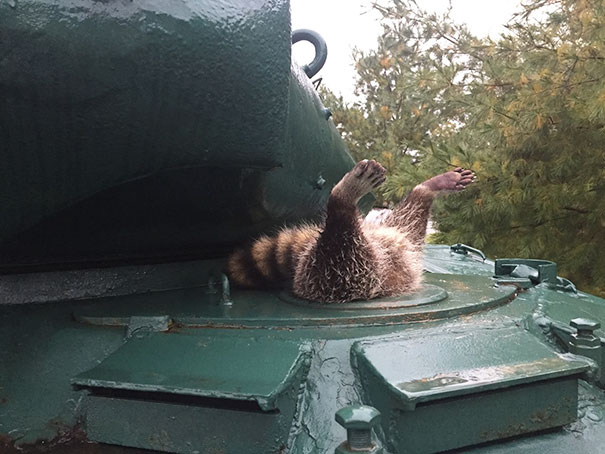 Raccoon Stuck In An Army Tank
