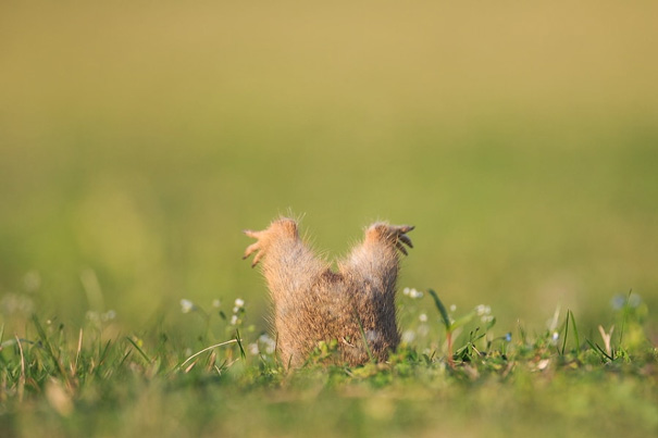 Ground Squirrel Too Fat To Enter His Cave