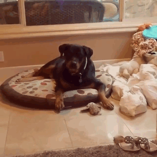 My Dog Rottie Catching A Carrot. His Skills Never Fail To Impress